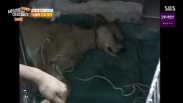 순간포착 세상에 이런일이